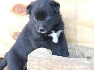 Puppy 4
